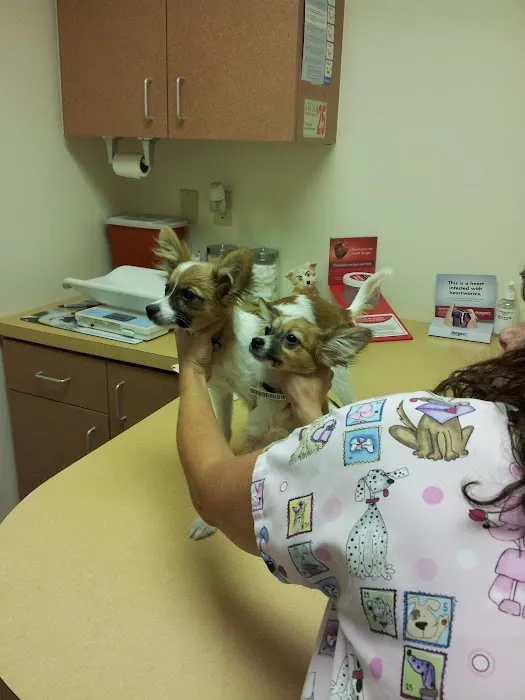 Animal Clinic of the Oaks Picture 2