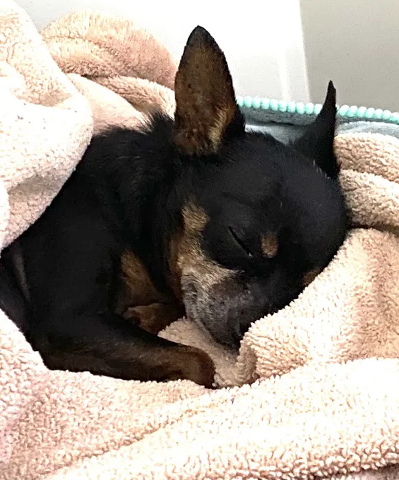 The Pet Hospital of Thousand Oaks Picture 1