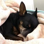 The Pet Hospital of Thousand Oaks