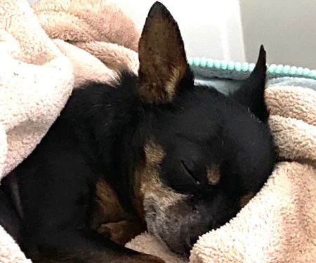 The Pet Hospital of Thousand Oaks