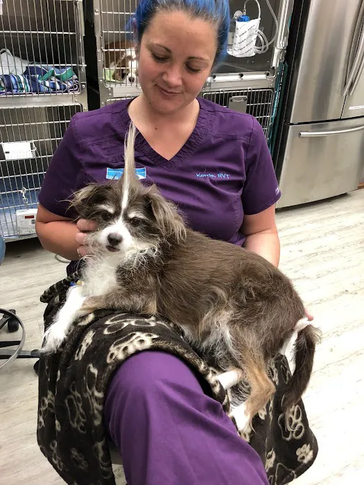 VCA Camino Animal Hospital Picture 2