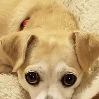 VCA Camino Animal Hospital ico