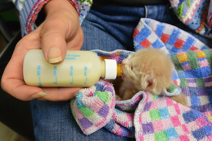 VCA Camino Animal Hospital Picture 3