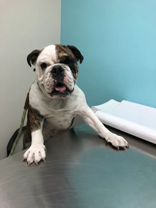 VCA Camino Animal Hospital Picture 7