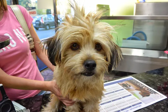 VCA Camino Animal Hospital Picture 9