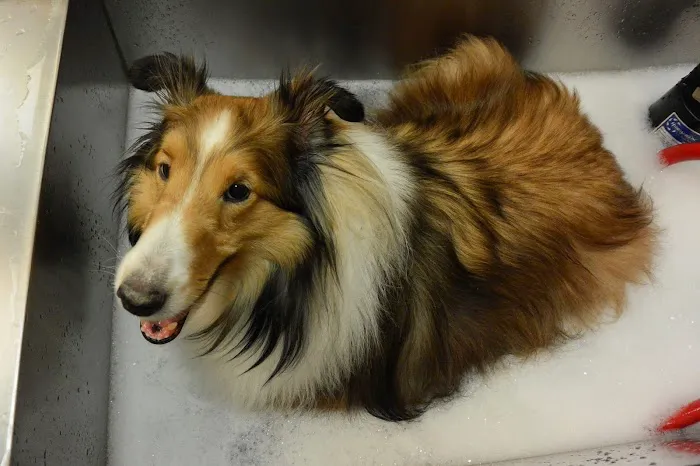 VCA Camino Animal Hospital Picture 10