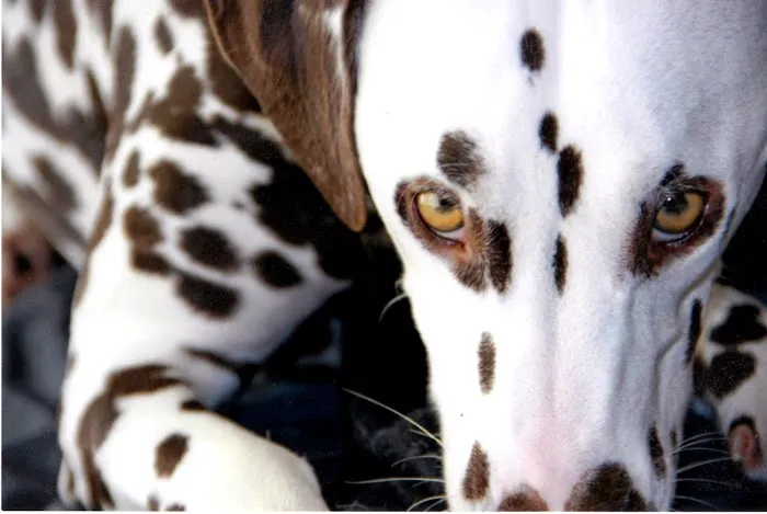 VCA Camino Animal Hospital Picture 8