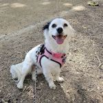 Adobe Veterinary Clinic