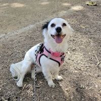 Adobe Veterinary Clinic ico