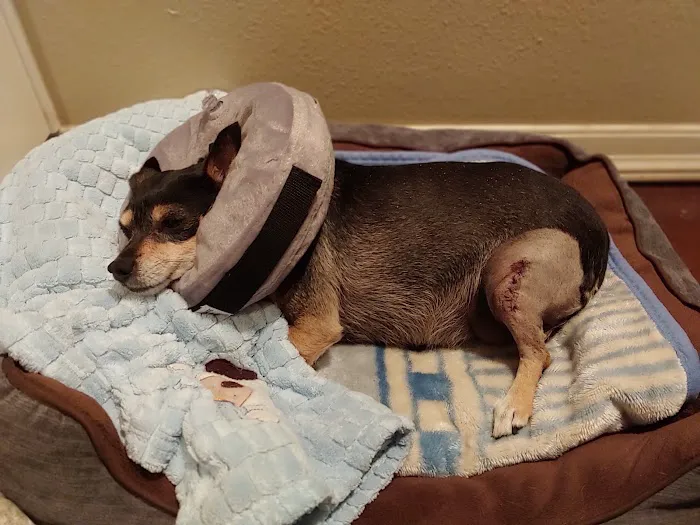 Yucaipa Animal Hospital Picture 2