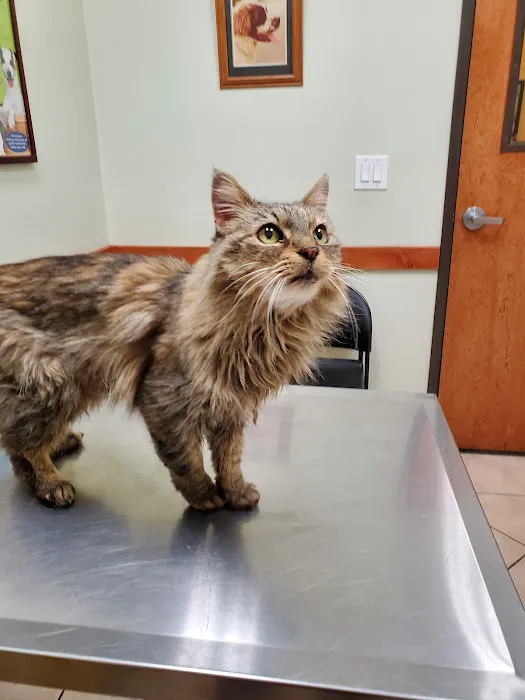 Yucaipa Animal Hospital Picture 1