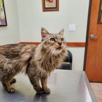 Yucaipa Animal Hospital ico