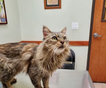 Yucaipa Animal Hospital