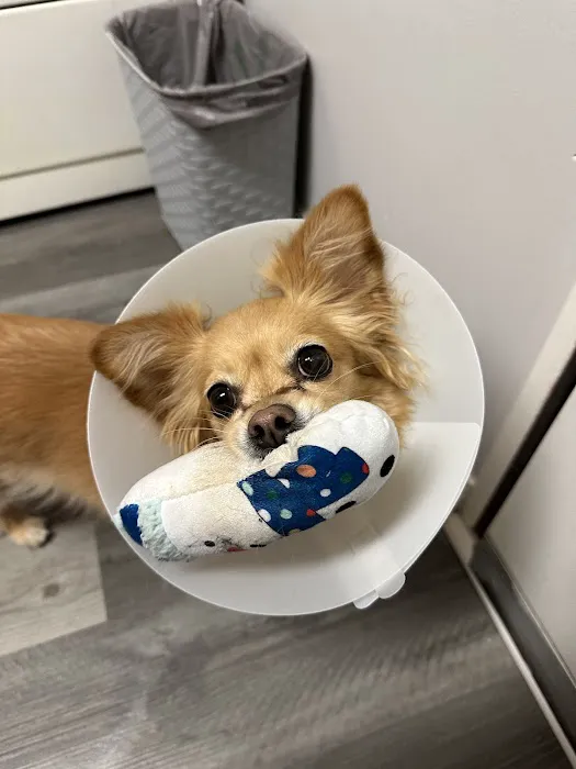 Yucaipa Animal Hospital Picture 7