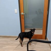 Oak Glen Animal Hospital ico