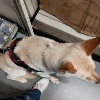 PetVet Vaccination Clinic ico
