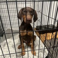 Calimesa Vet Clinic ico