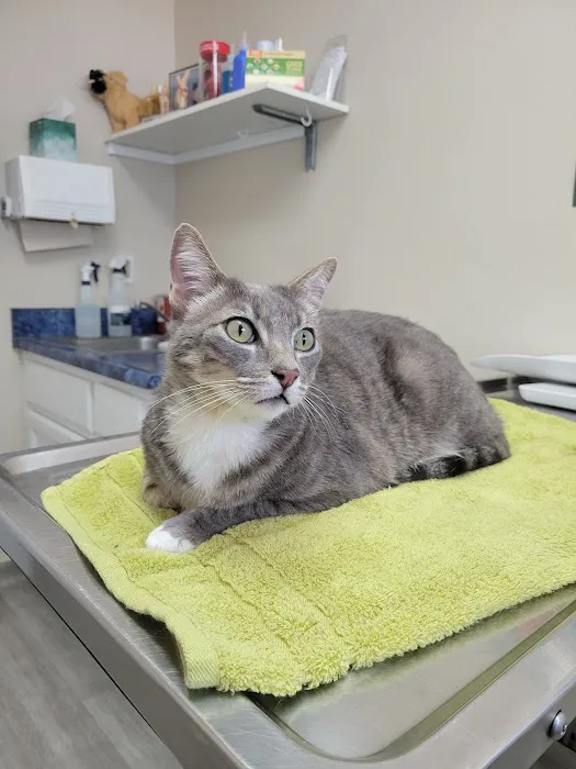 Calimesa Vet Clinic Picture 5