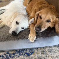 Taylor Animal Hospital ico