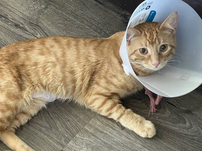 Taylor Animal Hospital Picture 10