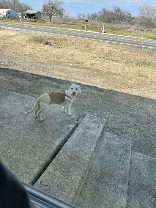 AusTexVet - Mobile Veterinary Services Picture 1