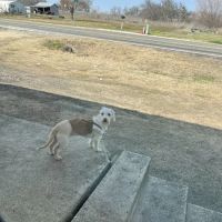 AusTexVet - Mobile Veterinary Services ico