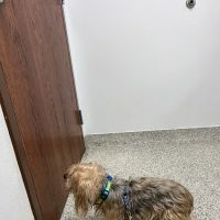 Fort Hood Veterinary Center ico