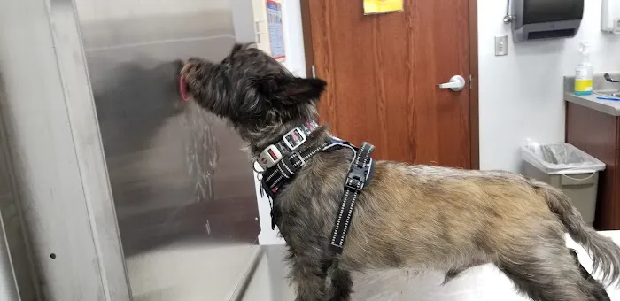 Fort Hood Veterinary Center Picture 3