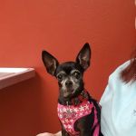 Viking Drive Veterinary Hospital