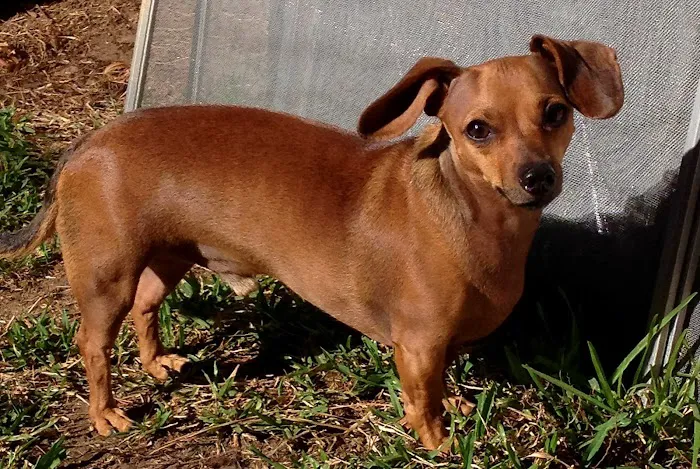 North Louisiana Veterinary Center Picture 1