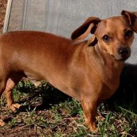 North Louisiana Veterinary Center ico