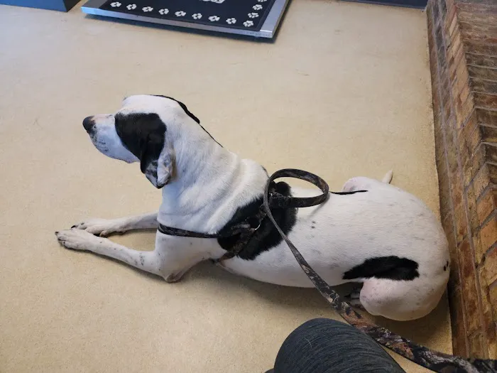 North Louisiana Veterinary Center Picture 6
