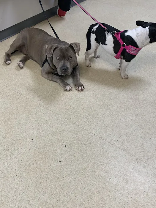 North Louisiana Veterinary Center Picture 5