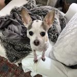 Jimmie Davis Animal Hospital