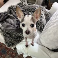 Jimmie Davis Animal Hospital ico