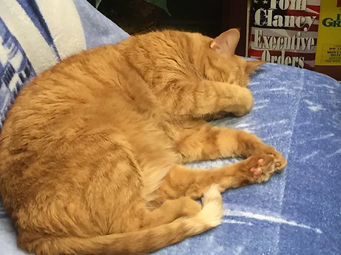 Jimmie Davis Animal Hospital Picture 9