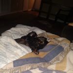 Banfield Pet Hospital