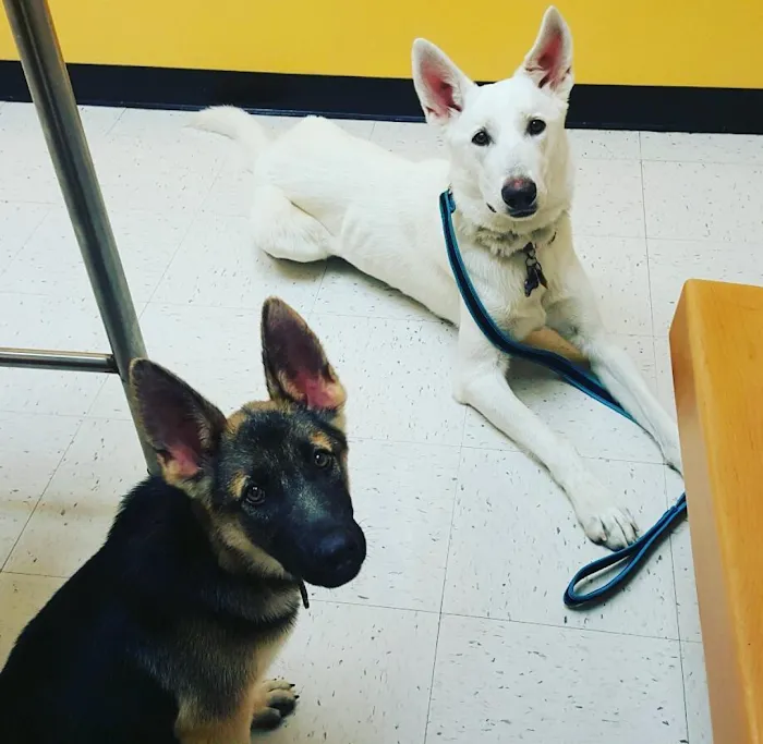 Banfield Pet Hospital Picture 8