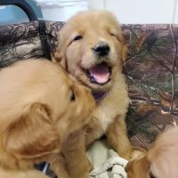 Pearson Animal Hospital ico