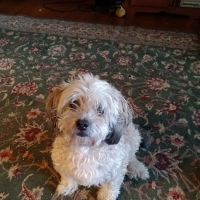 Morgan Animal Hospital ico