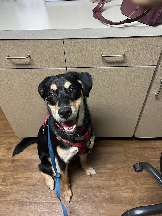 All Creatures Animal Hospital Picture 9
