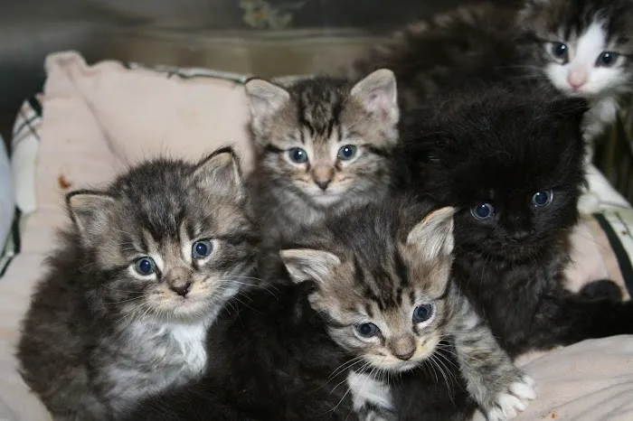 All Creatures Animal Hospital Picture 10