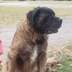 Greystone Pet Hospital