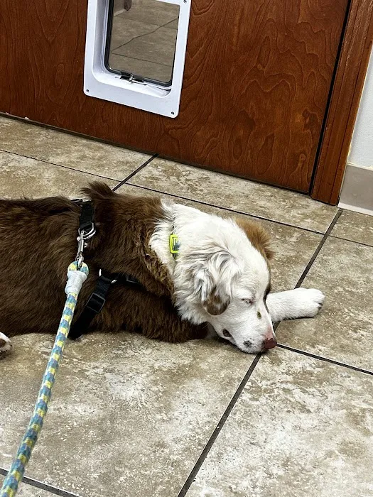 All Cats & Dogs Veterinary Hospital Picture 8