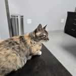 Bowling Green Veterinary Emergency Clinic