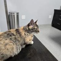 Bowling Green Veterinary Emergency Clinic ico