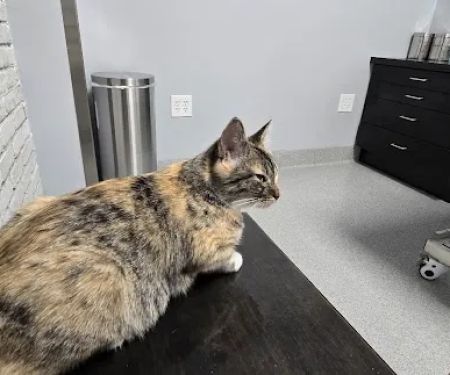 Bowling Green Veterinary Emergency Clinic