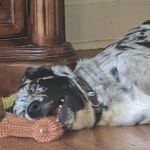 Alpine Pet Care Center