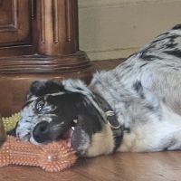 Alpine Pet Care Center ico