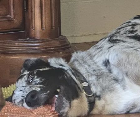 Alpine Pet Care Center